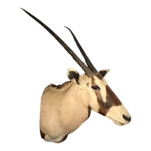 Oryx (138cm) antelope / gazelle hunting trophy, cape head, taxidermy