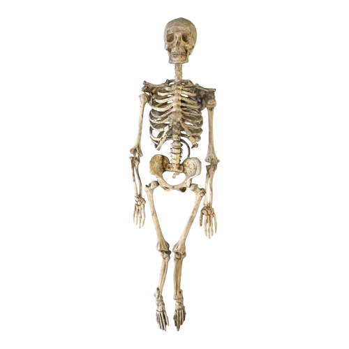 Antique articulated human skeleton (70cm) in stuccoed carved wood, curiosity object, 19th century